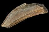 Edmontosaurus (Duck-Billed Dinosaur) Tooth - South Dakota #129377-1